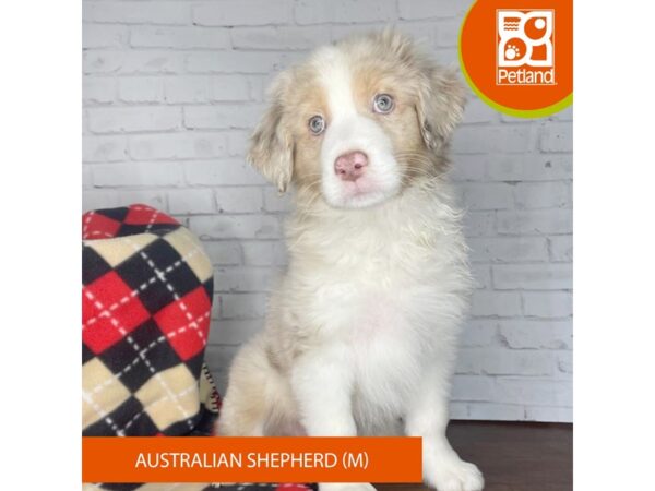 Australian Shepherd-DOG-Male-Red Merle-3305-Petland Florence, Kentucky