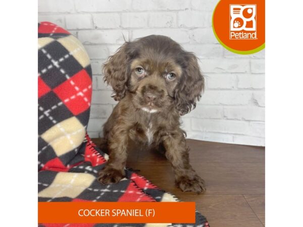 Cocker Spaniel-DOG-Female-Chocolate-3303-Petland Florence, Kentucky