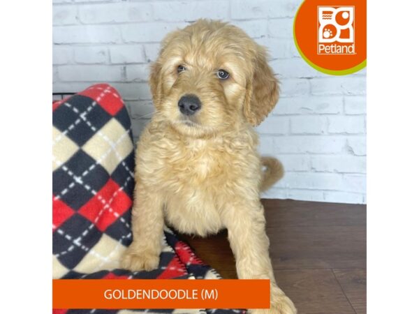 Goldendoodle-DOG-Male-Apricot-3302-Petland Florence, Kentucky