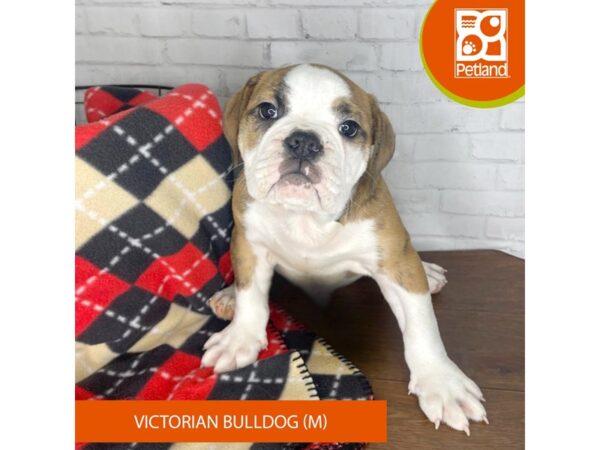 Victorian Bulldog DOG Male Brindle / White 3300 Petland Florence, Kentucky