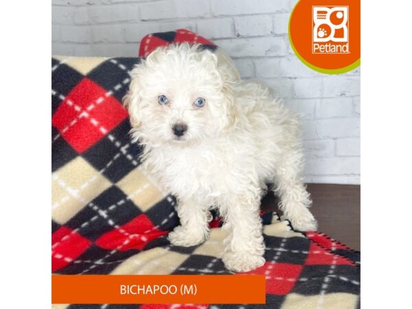 Bichapoo-DOG-Male-Cream-3299-Petland Florence, Kentucky