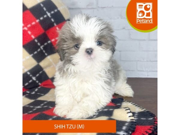 Shih Tzu DOG Male Lilac / White 3297 Petland Florence, Kentucky