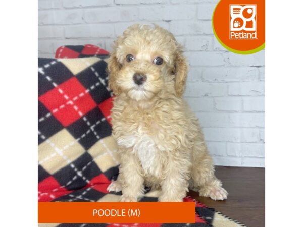 Poodle DOG Male Apricot 3295 Petland Florence, Kentucky