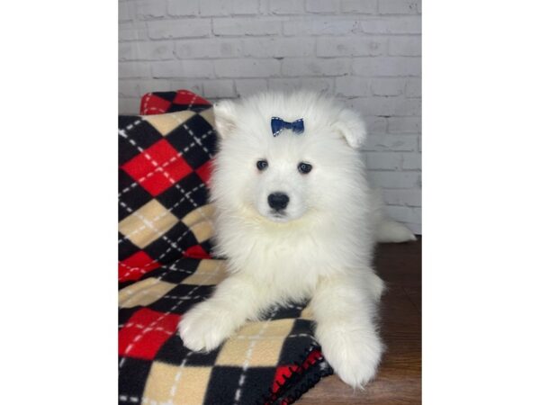 Samoyed-DOG-Female-White-3309-Petland Florence, Kentucky