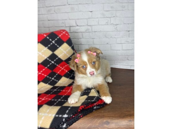 Toy Australian Shepherd DOG Female Red Merle 3310 Petland Florence, Kentucky