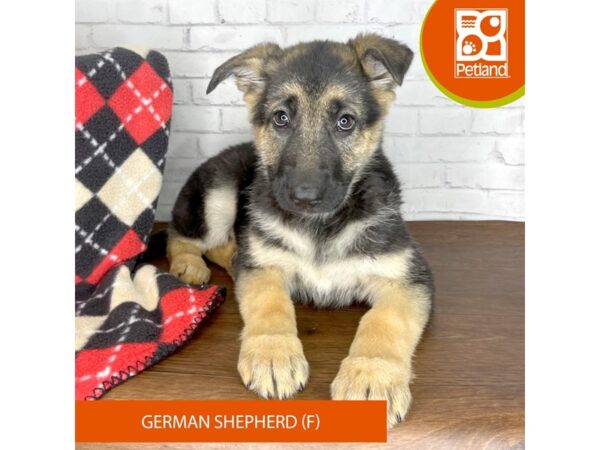 German Shepherd Dog DOG Female Black / Tan 3321 Petland Florence, Kentucky