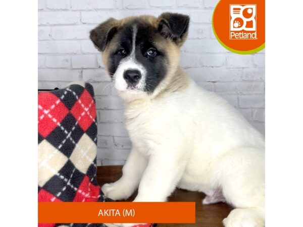 Akita DOG Male Black / White 3320 Petland Florence, Kentucky