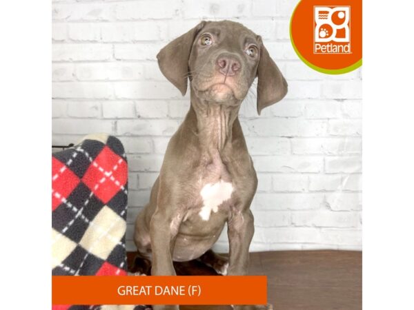 Great Dane-DOG-Female-Chocolate-3319-Petland Florence, Kentucky