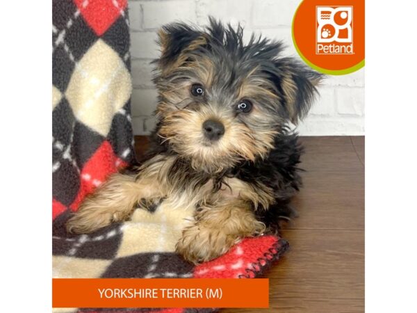 Yorkshire Terrier DOG Male Black / Tan 3317 Petland Florence, Kentucky