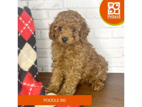 Poodle DOG Male Red 3315 Petland Florence, Kentucky