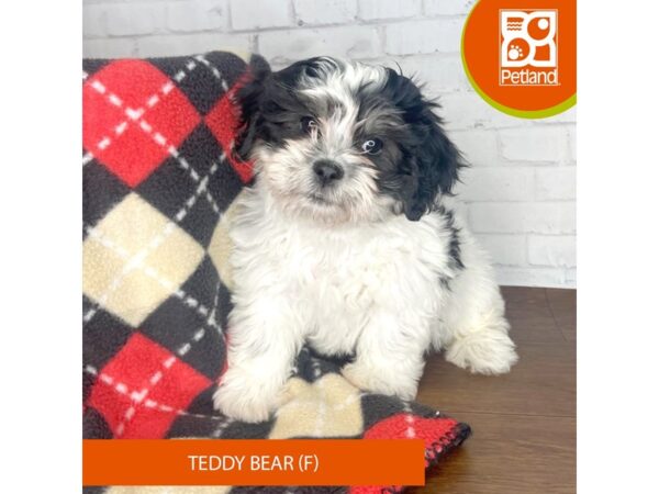 Teddy Bear-DOG-Female-Black White / Tan-3314-Petland Florence, Kentucky