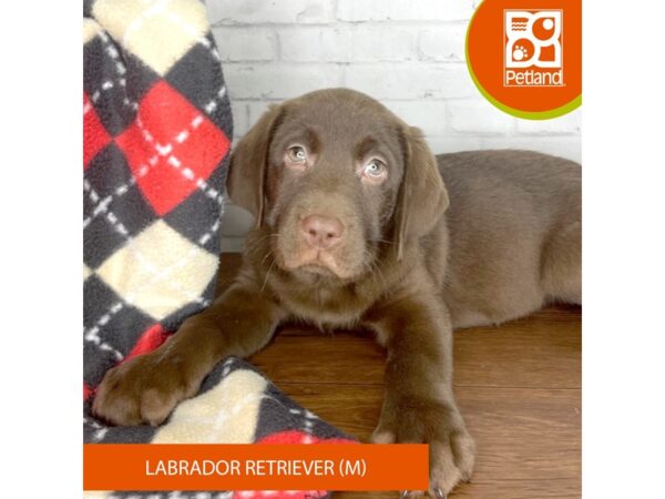 Labrador Retriever-DOG-Male-Chocolate-3313-Petland Florence, Kentucky