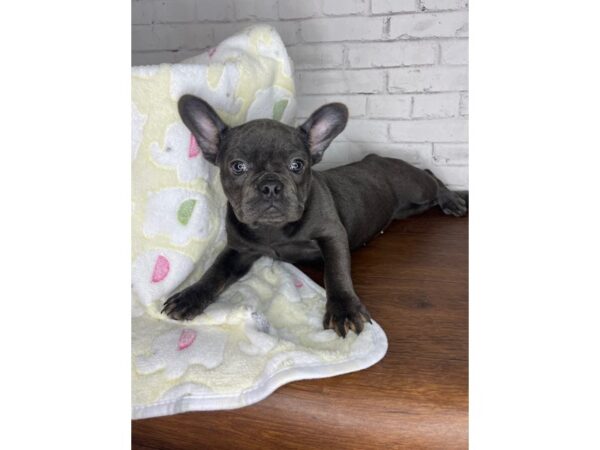 French Bulldog DOG Female Blue 3275 Petland Florence, Kentucky