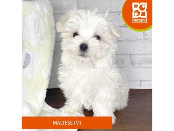 Maltese DOG Male White 3326 Petland Florence, Kentucky