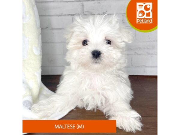 Maltese DOG Male White 3327 Petland Florence, Kentucky