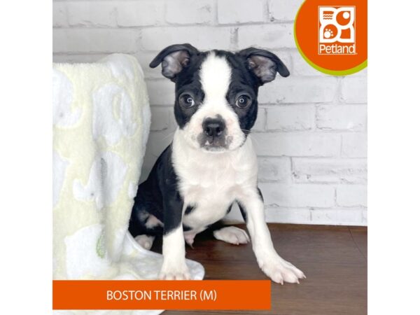 Boston Terrier DOG Male Black / White 3328 Petland Florence, Kentucky