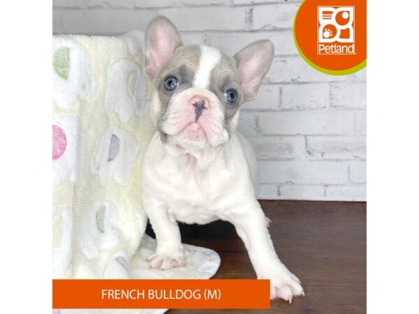 French Bulldog DOG Male Blue Fawn 3329 Petland Florence, Kentucky