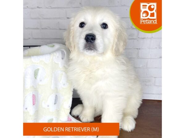 Golden Retriever-DOG-Male-Light Golden-3331-Petland Florence, Kentucky