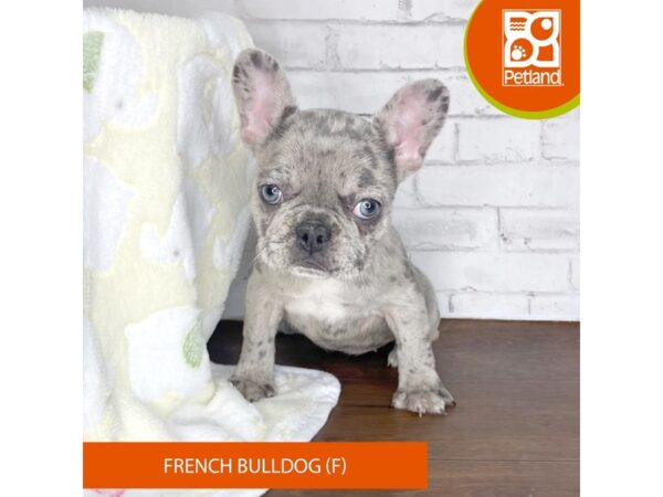 French Bulldog-DOG-Female-Blue Merle-3325-Petland Florence, Kentucky