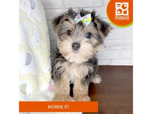 Morkie DOG Female Blue / Tan 3323 Petland Florence, Kentucky