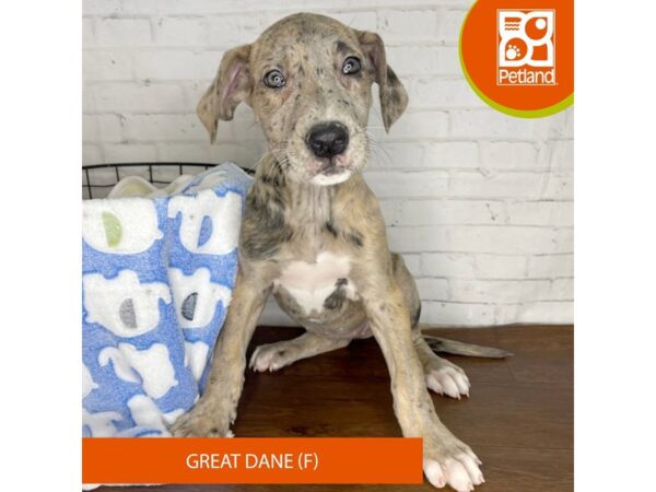 Great Dane DOG Female Merle 3342 Petland Florence, Kentucky