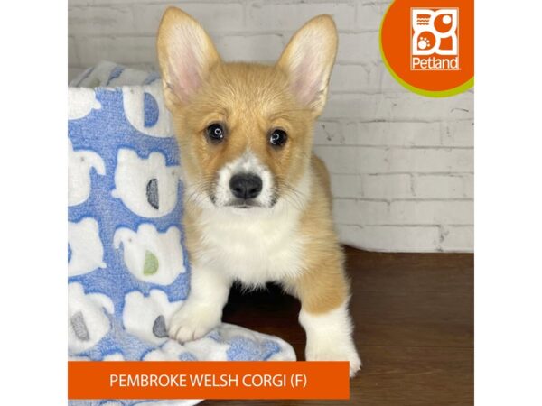 Pembroke Welsh Corgi DOG Female Sable / White 3341 Petland Florence, Kentucky