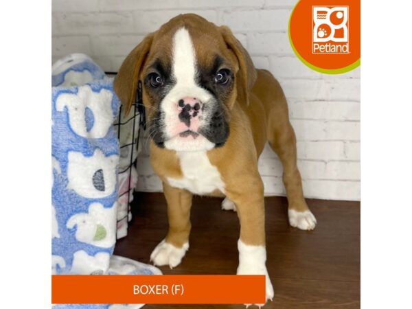 Boxer DOG Female Fawn 3340 Petland Florence, Kentucky