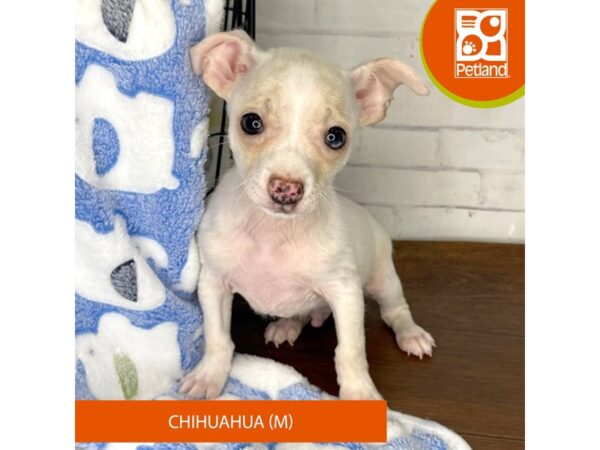 Chihuahua DOG Male Cream 3339 Petland Florence, Kentucky