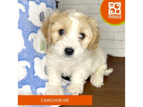 Cavachon-DOG-Male-Blenheim-3338-Petland Florence, Kentucky