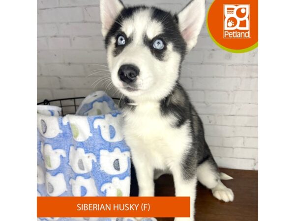 Siberian Husky DOG Female Black / White 3337 Petland Florence, Kentucky