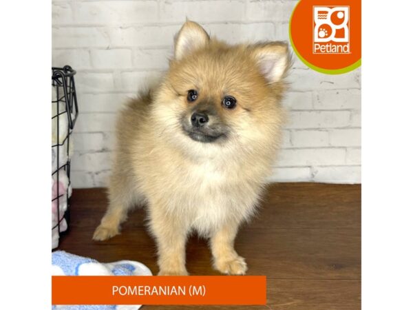 Pomeranian-DOG-Male-Red Sable-3336-Petland Florence, Kentucky