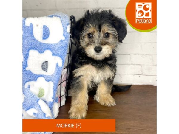 Morkie DOG Female Black / Tan 3334 Petland Florence, Kentucky