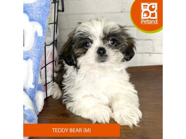 Teddy Bear DOG Male Brindle / White 3333 Petland Florence, Kentucky