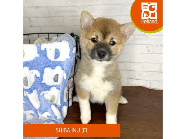Shiba Inu-DOG-Female-Red Sesame-3332-Petland Florence, Kentucky