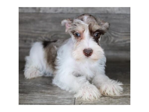 Miniature Schnauzer DOG Female Liver 3353 Petland Florence, Kentucky