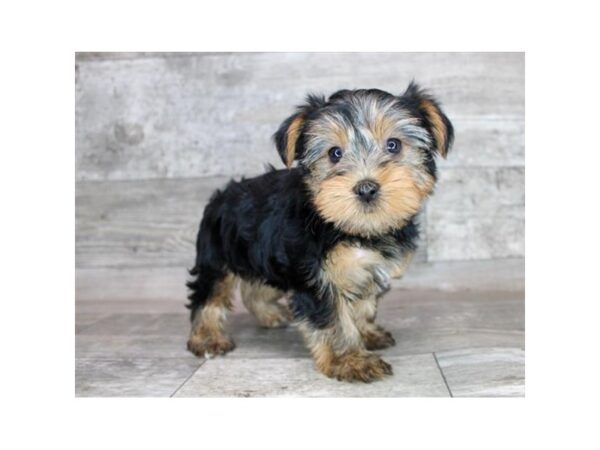 Yorkshire Terrier DOG Female Black / Tan 3356 Petland Florence, Kentucky