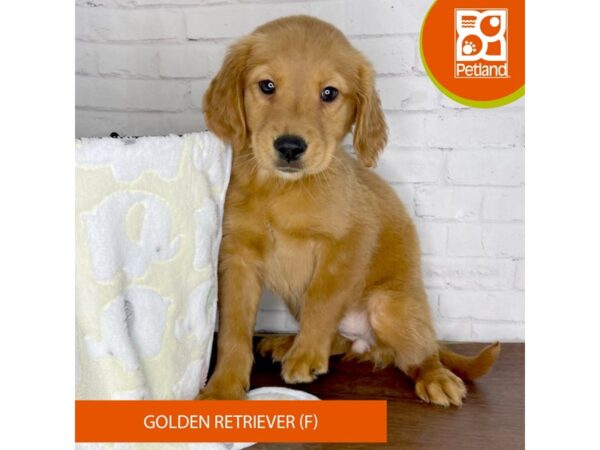 Golden Retriever DOG Female Dark Golden 3343 Petland Florence, Kentucky