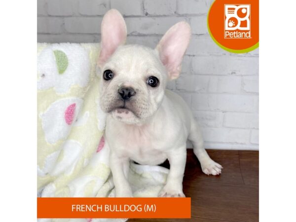 French Bulldog-DOG-Male-Cream-3344-Petland Florence, Kentucky