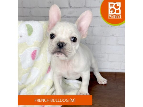 French Bulldog DOG Male Cream 3344 Petland Florence, Kentucky