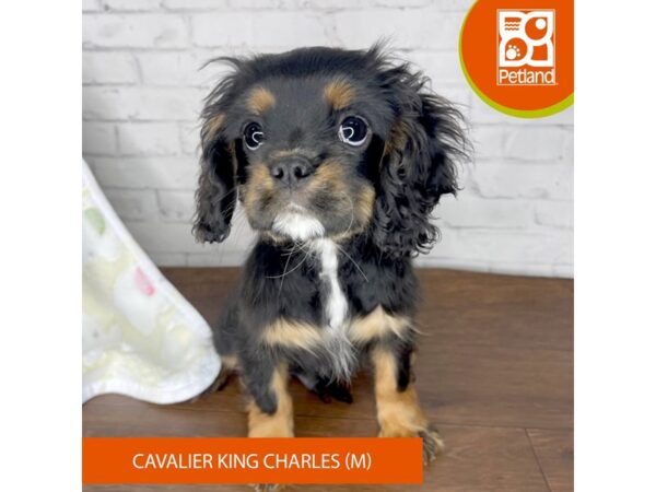 Cavalier King Charles Spaniel DOG Male Black / Tan 3345 Petland Florence, Kentucky