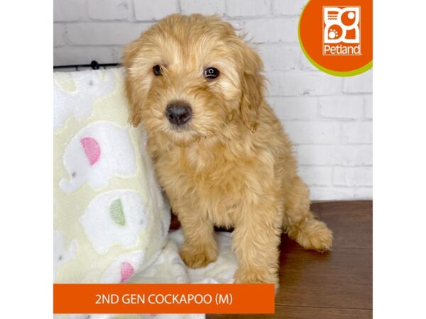 Cock A Poo 2nd Gen-DOG-Male-Apricot-3346-Petland Florence, Kentucky