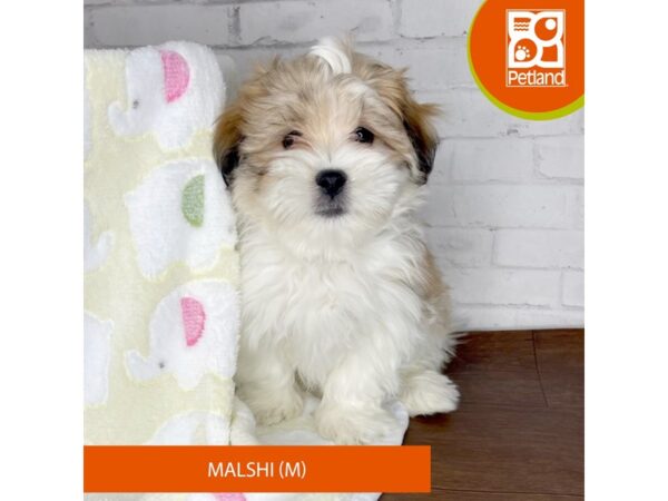 Malshi DOG Male Gold / White 3349 Petland Florence, Kentucky