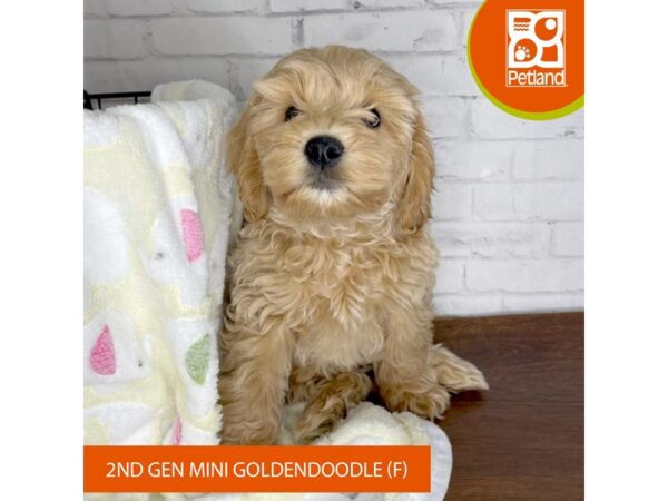 Goldendoodle Mini 2nd Gen DOG Female Apricot 3350 Petland Florence, Kentucky