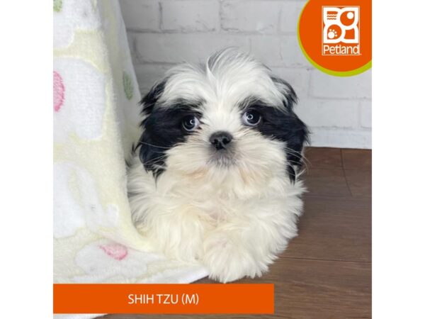 Shih Tzu DOG Male Black / White 3351 Petland Florence, Kentucky