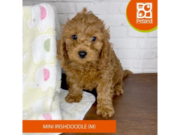 Irishdoodle Mini-DOG-Male-Red-3361-Petland Florence, Kentucky