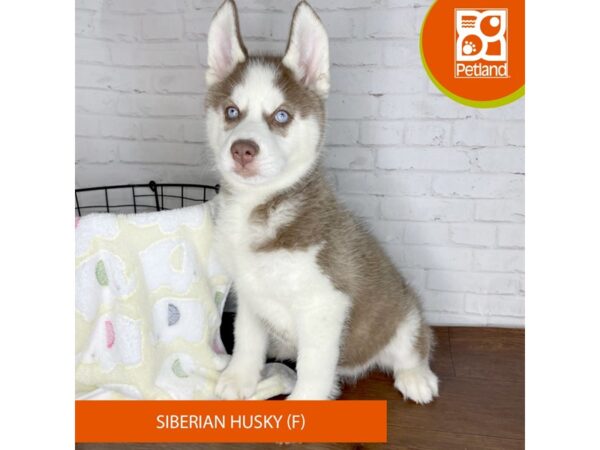 Siberian Husky DOG Female Red / White 3355 Petland Florence, Kentucky