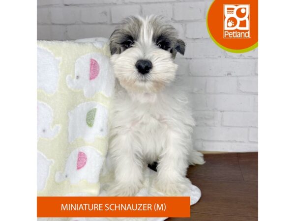 Miniature Schnauzer DOG Male Salt / Pepper 3354 Petland Florence, Kentucky