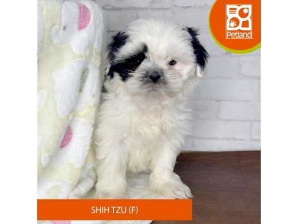 Shih Tzu-DOG-Female-Black / White-3352-Petland Florence, Kentucky
