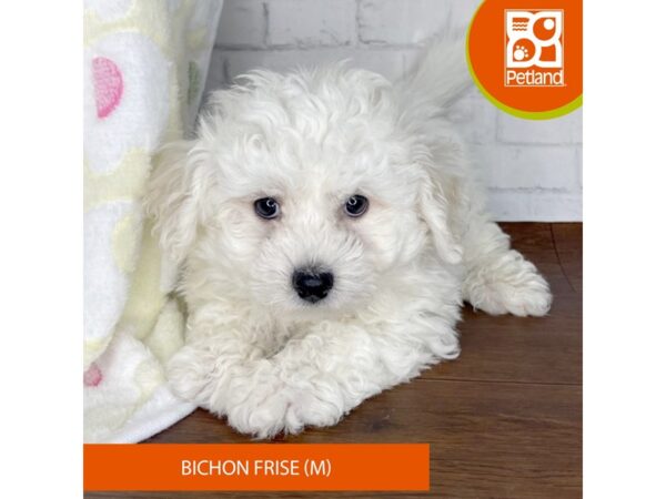 Bichon Frise-DOG-Male-White-3347-Petland Florence, Kentucky