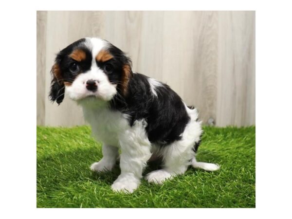 Cavalier King Charles Spaniel DOG Male Tri-Colored 3388 Petland Florence, Kentucky